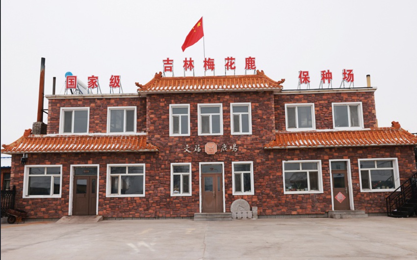 国家级吉林梅花鹿保种场——文福鹿场。记者马宁摄