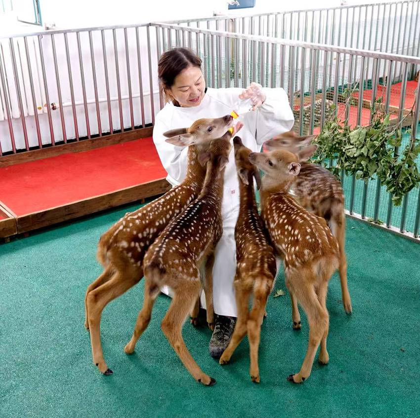 驯养员正在喂养梅花鹿仔鹿。