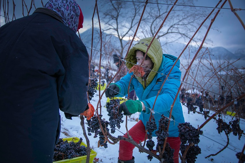 工人采收葡萄场景。沈贽仪摄