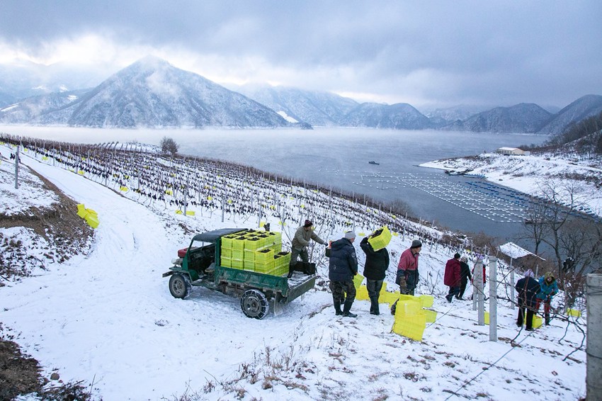 在冰天雪地中收获冰葡萄。沈贽仪摄