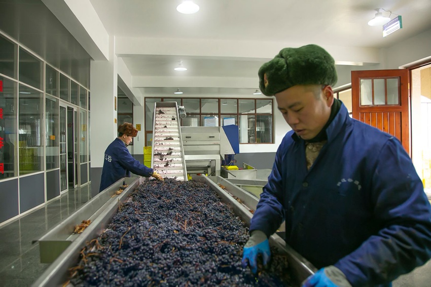 采摘下来的葡萄进入生产线。沈贽仪摄
