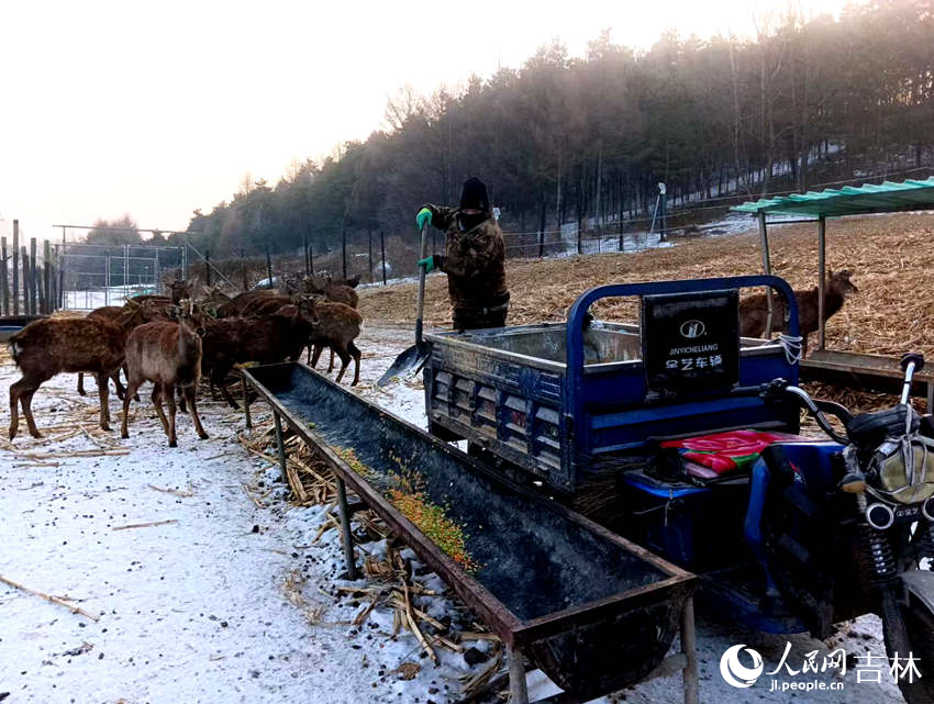 鹿场工人正在往食槽里铲饲料。人民网记者 关思聪摄