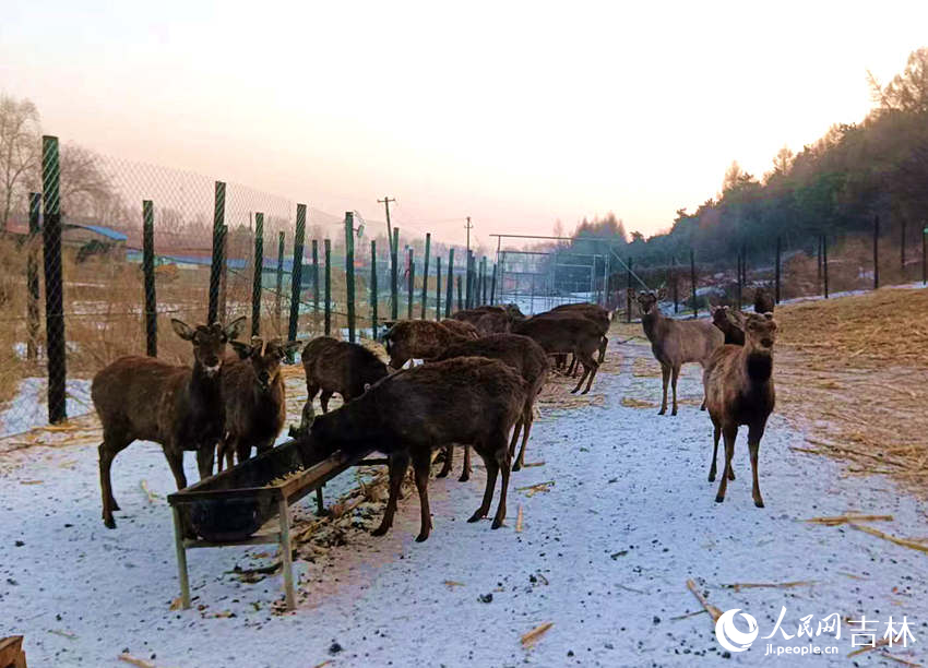 梅花鹿正在悠闲自得地享受美食。人民网记者 关思聪摄