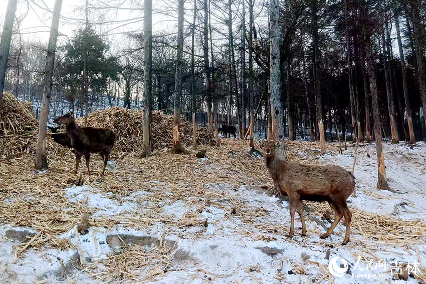 梅花鹿在林间散步。人民网记者 关思聪摄