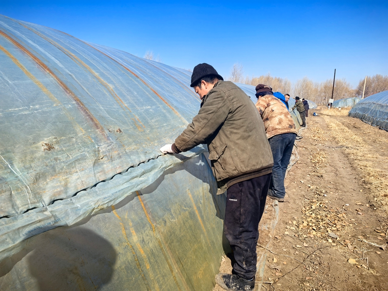 大屯英台农机农民专业合作社育苗基地，工人们正在整备育苗大棚。