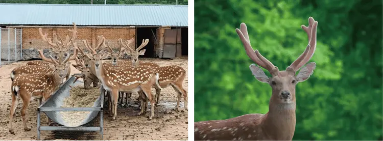吉林敖东梅花鹿养殖基地