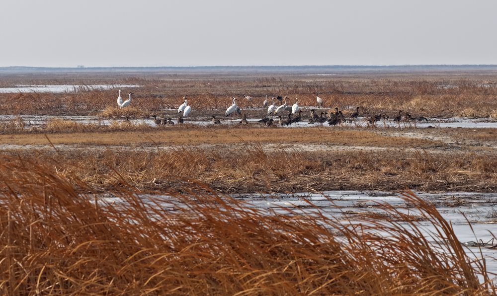 白鹤、灰鹤、大雁在洮儿河湿地休息