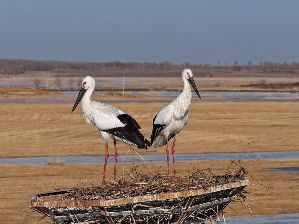 莫莫格保护区的东方白鹳归巢
