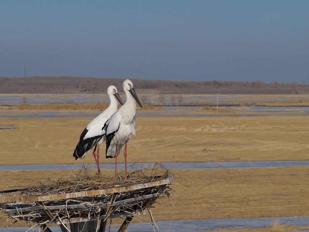 莫莫格保护区的东方白鹳归巢 