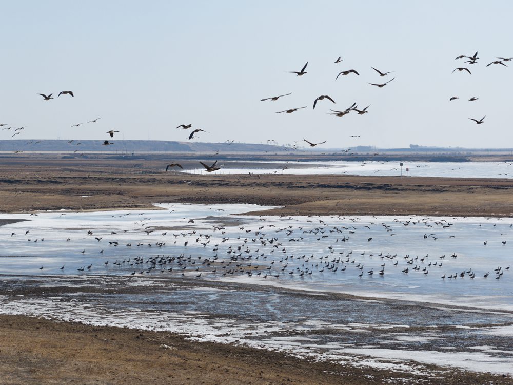 莫莫格保护区数千只豆雁回归 