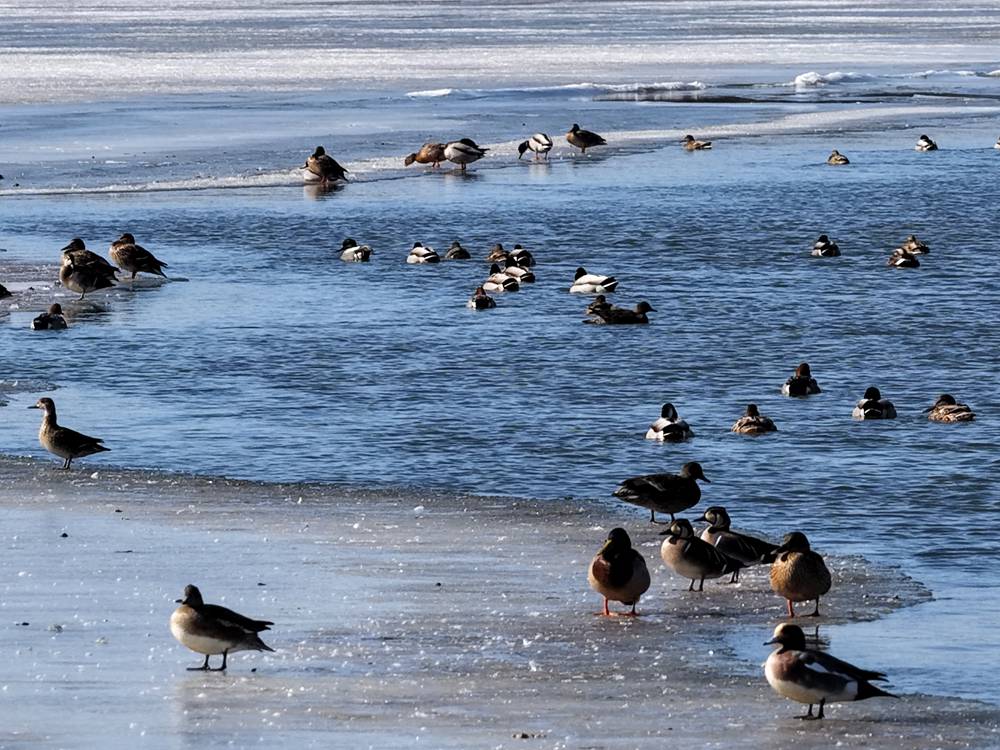 嫩江春水里的野鸭 