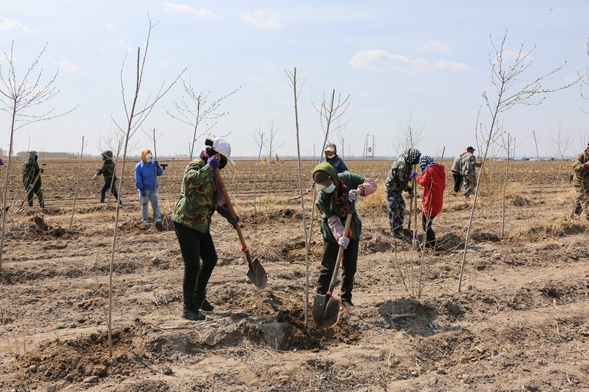 吉林省白城市大规模营造防护林。赵冷冰摄