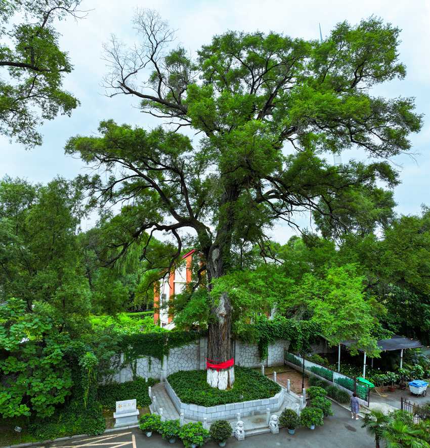 吉林市保护全好的古榆树焕发勃勃生机(资料图片)。赵冷冰摄