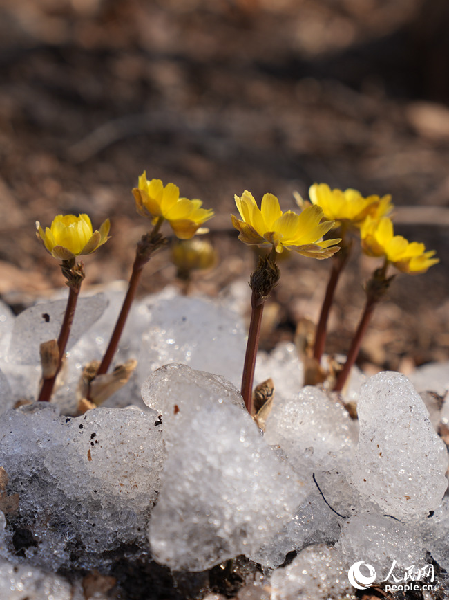 冰凌花植株矮小紧凑，花朵小巧玲珑，花瓣呈金黄色，在冰雪的映衬下格外耀眼。人民网记者 李洋摄