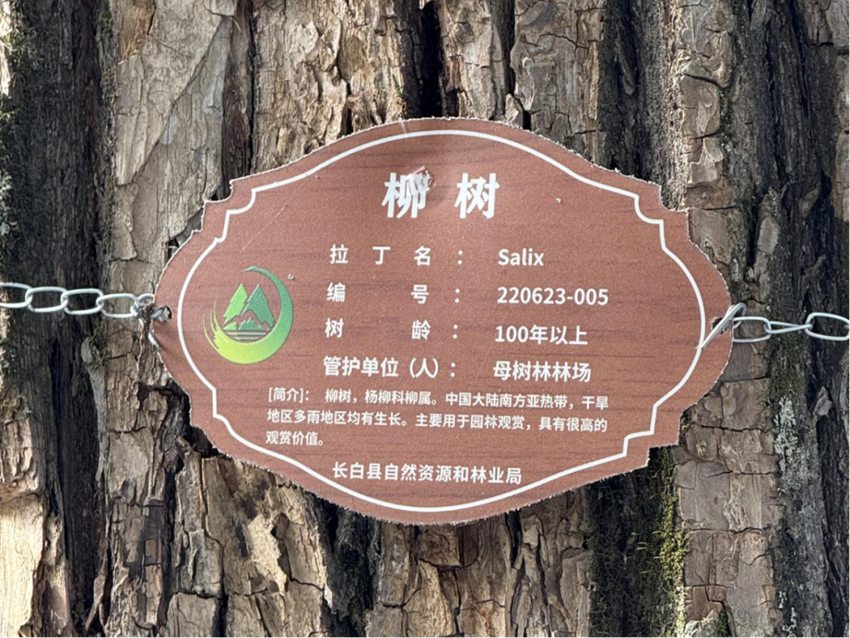 “220623005”百年柳树（资料图片）