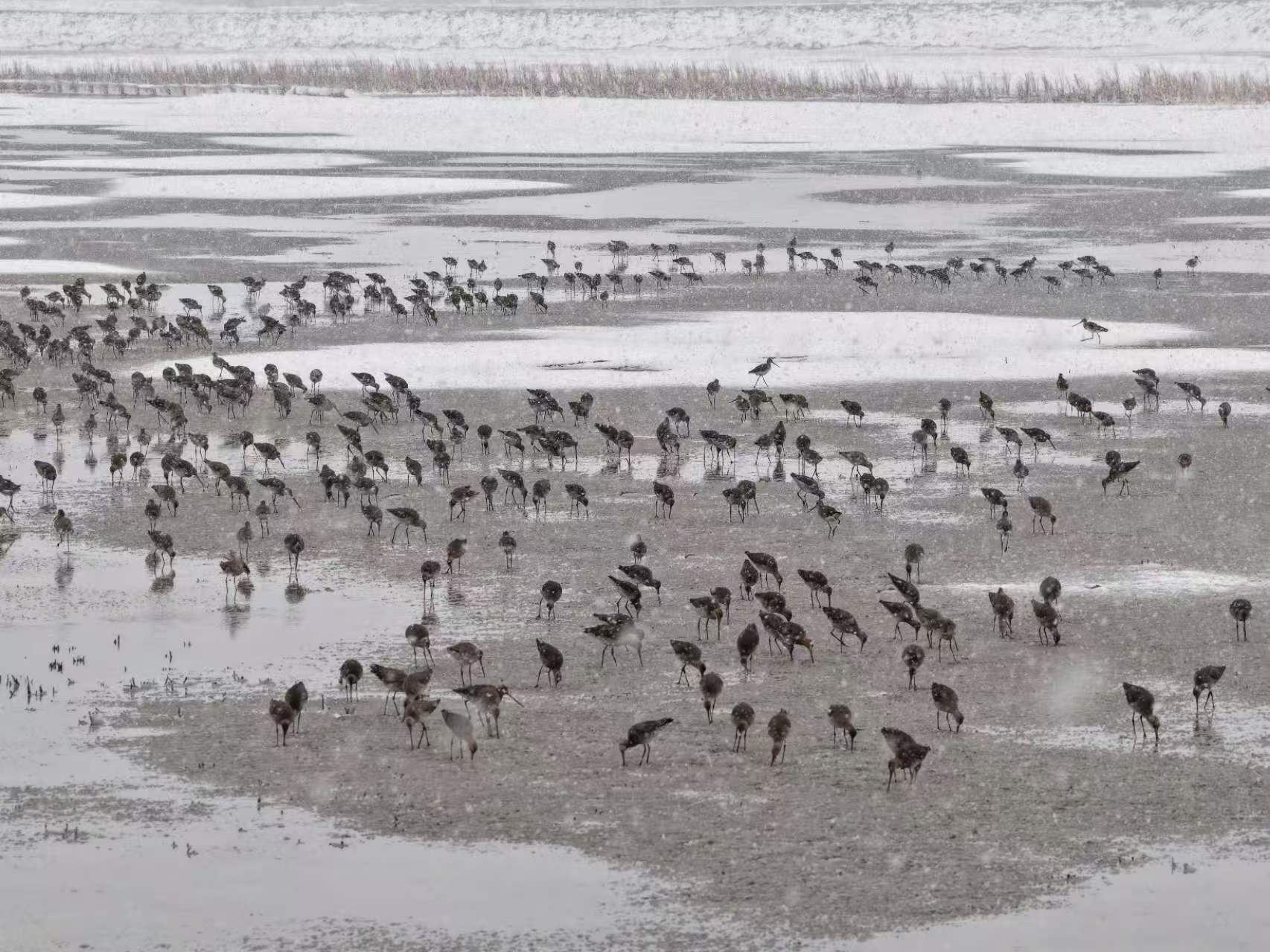 清明飞雪映湿地 千只白鹤归镇赉
