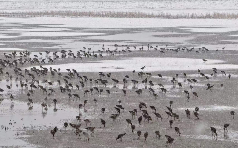 清明飞雪映湿地 千只白鹤归镇赉