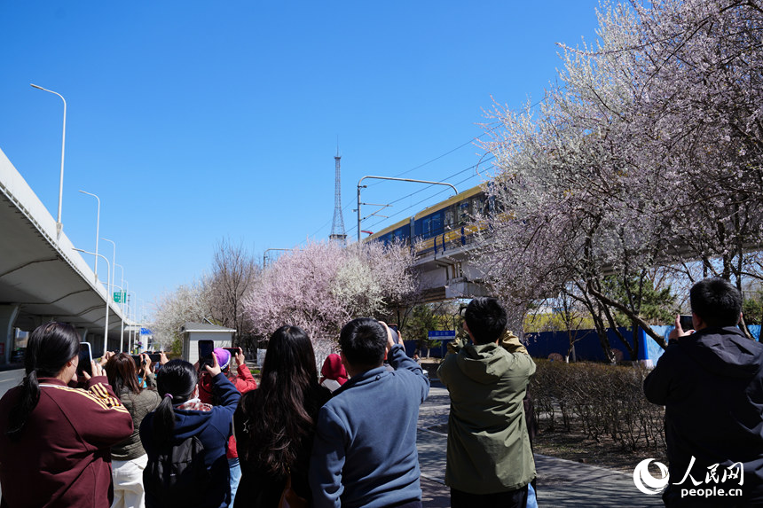 “开往春天的列车”吸引着不少市民游客前往观赏。人民网记者 李洋摄