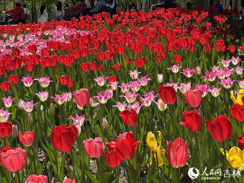 5月9日，阳光正好，长春公园内各色郁金香舒展花瓣，在和风里摇曳生姿。人民网记者 李思玥摄