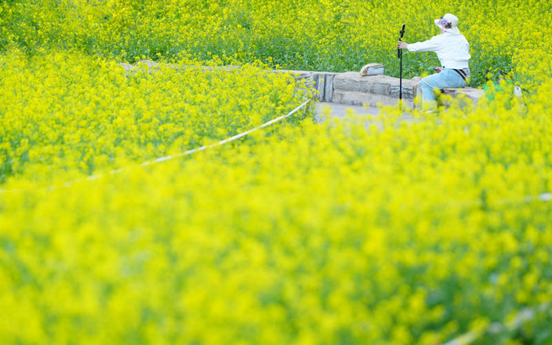 【春游记】吉林长春：油菜花海扮靓城市风光