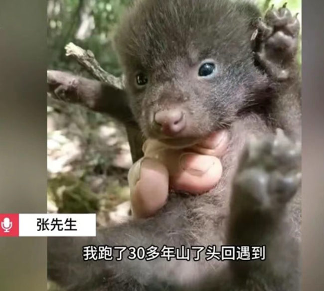 长白山野生幼豺。图片来源：网信吉林