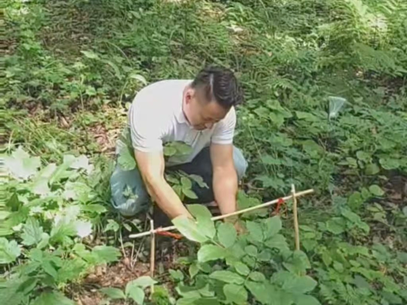 “放山”文化,是长白山地区在长期采集野生人参过程中形成的独特民俗体系。图为工作人员展示人参采挖技艺。