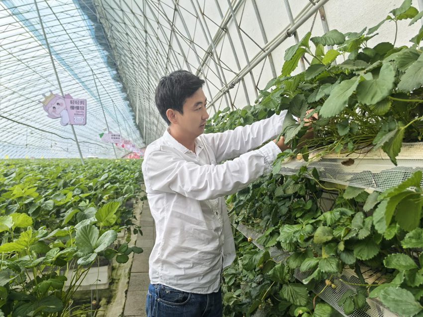 霍源轻轻拨开叶片,查看温室大棚最后一批果实的成色。人民网记者 王海跃摄