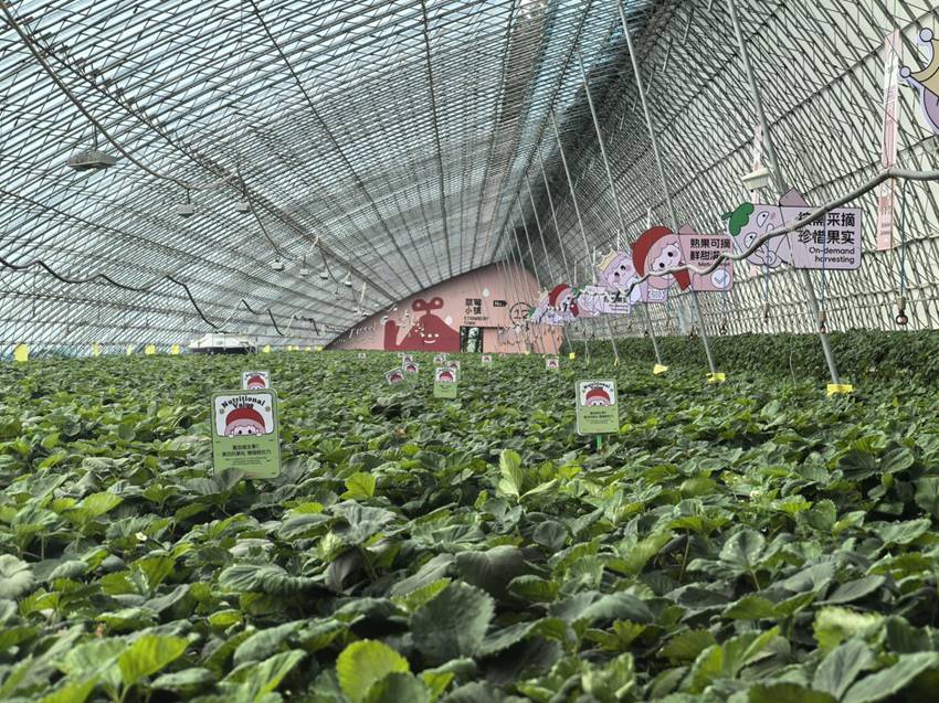 一垄垄草莓秧绿意盎然。人民网记者 王海跃摄
