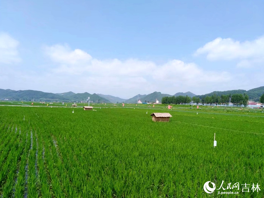 西江贡米水稻种植基地。人民网记者 马俊华摄