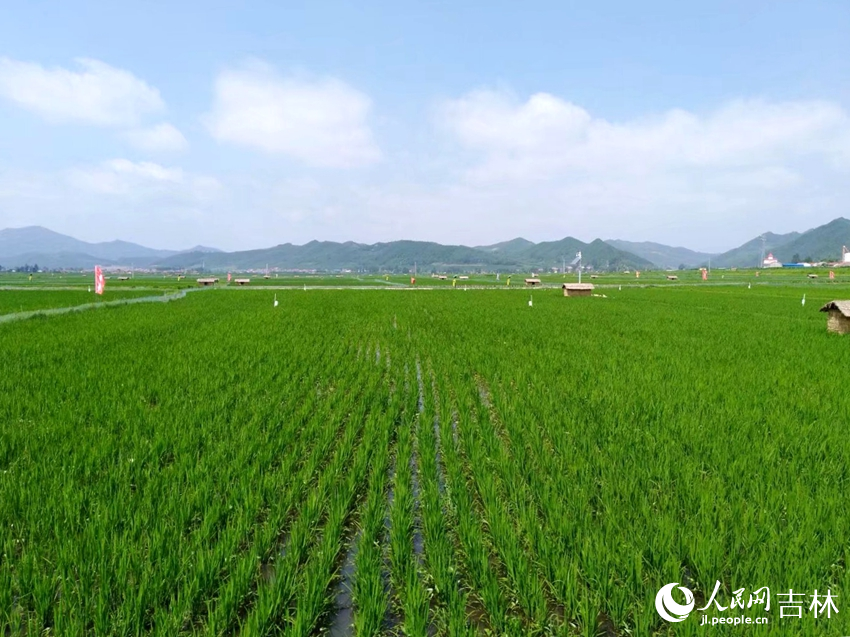 西江贡米水稻种植基地。人民网记者 马俊华摄