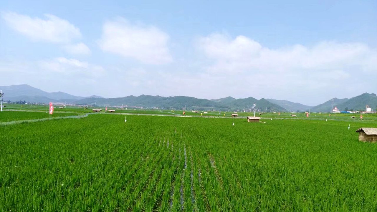 西江贡米水稻种植基地