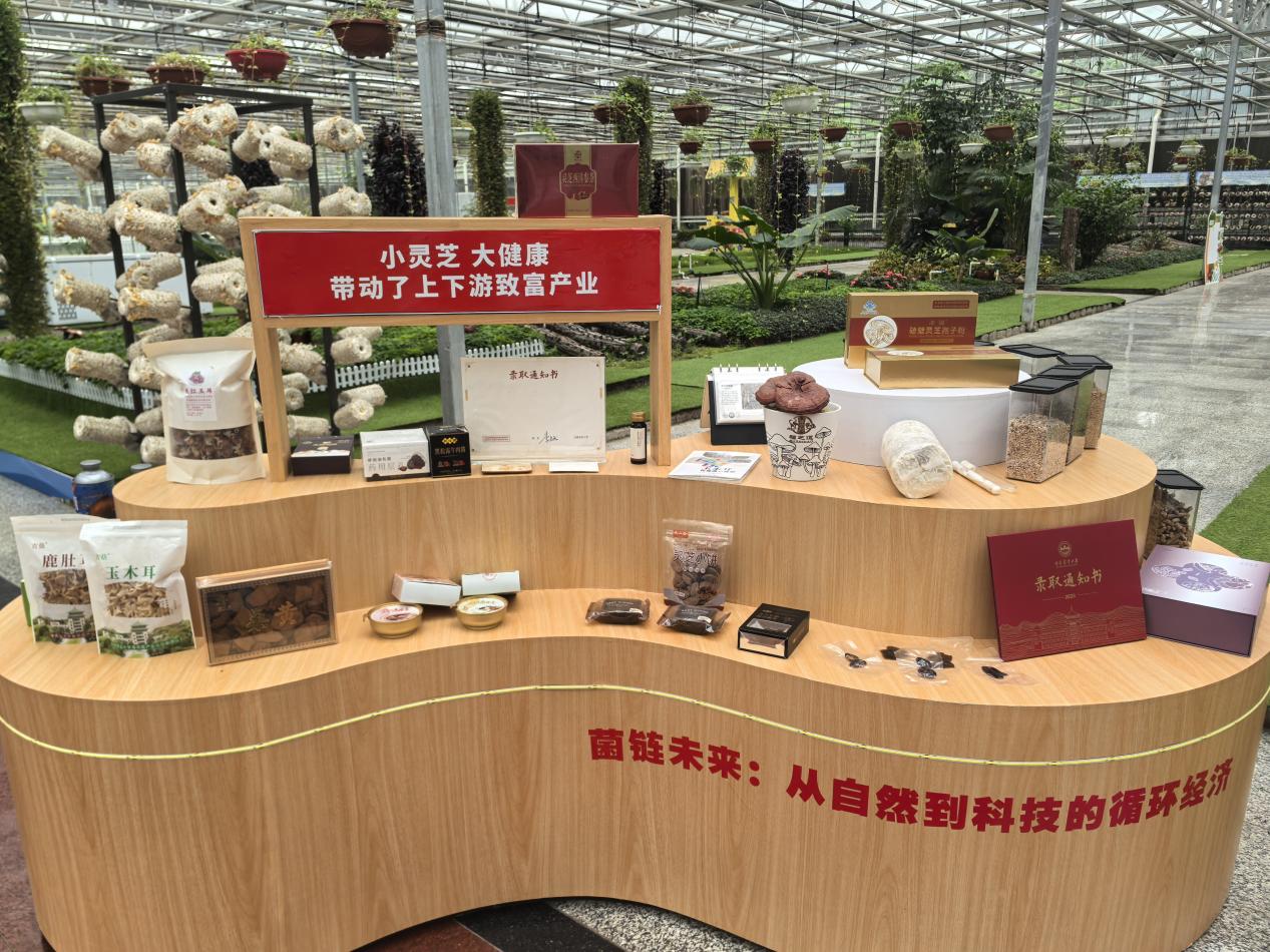 小灵芝带动上下游致富产业。人民网记者 王海跃摄