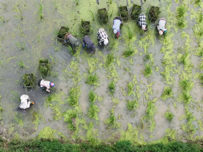 茭白田人工除草