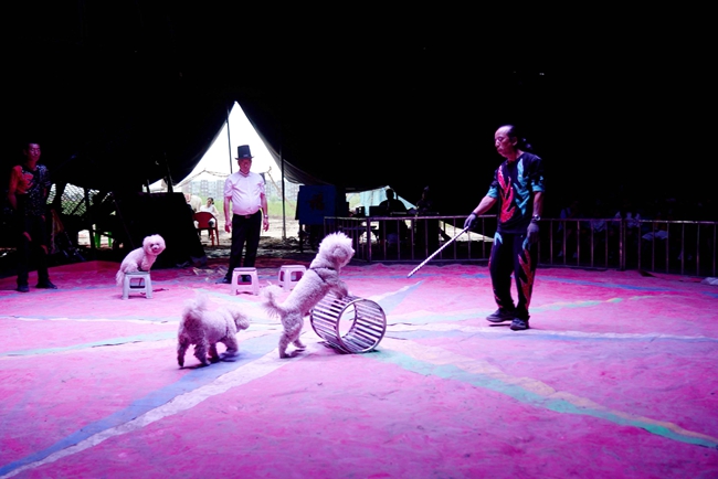 萌犬趣味馴獸表演