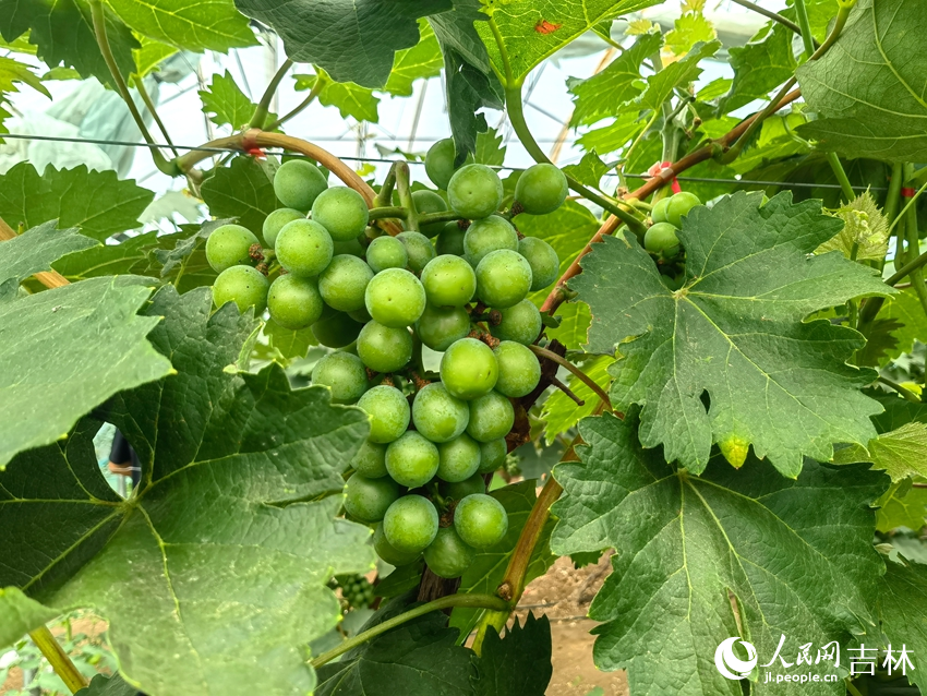 葡萄翠绿饱满。人民网记者 马俊华摄