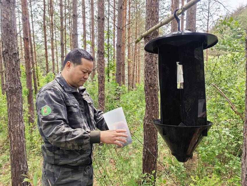 圖們：抓實林業有害生物防治 筑牢森林生態安全屏障