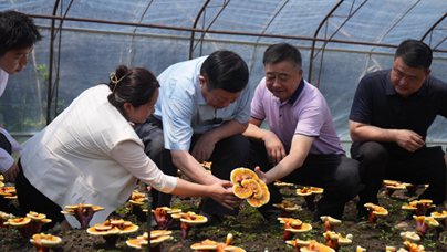 行进中国｜菌物大观园长出“科技范儿”七月，正值暑假，长春农博园现代菌物示范区里，直径1.2米的“灵芝王”被摆放在展台最显眼的位置——深褐色的菌盖系着鲜红蝴蝶结，格外夺目。