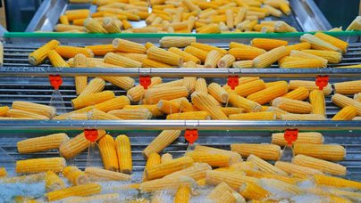 行进中国丨一根玉米棒的“闯关”路一根根鲜食玉米经过剥皮、清洗、蒸煮、灌装、杀菌，1小时左右便完成从原料到成品的蜕变。