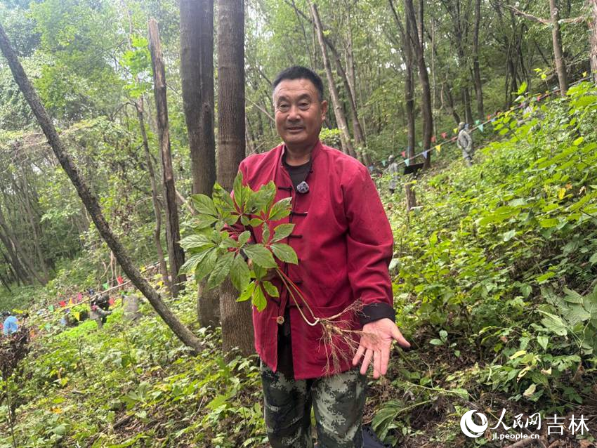 “參把頭”孫良珠展示剛採挖的鮮參。人民網記者 李思玥攝