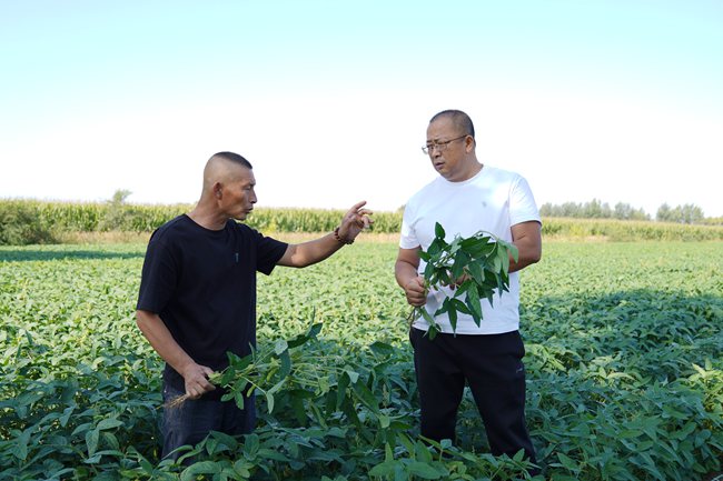 技术人员察看复种大豆，作物长势喜人。