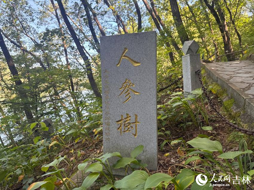 壹號庄園打造特色人參參觀線路。人民網記者 李思玥攝