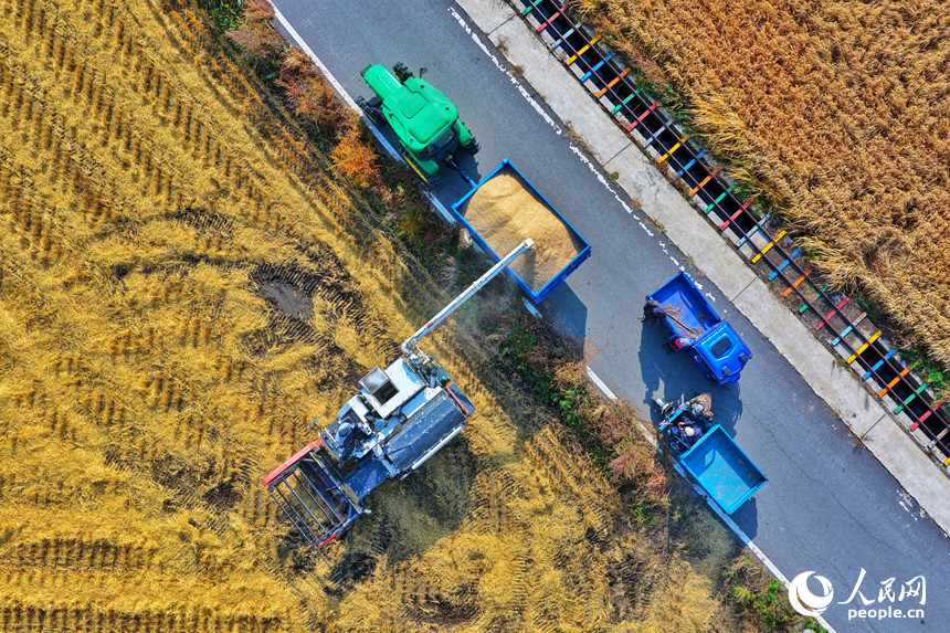 農機、運輸車有序作業，搶抓晴好天氣收割。人民網記者 李洋攝