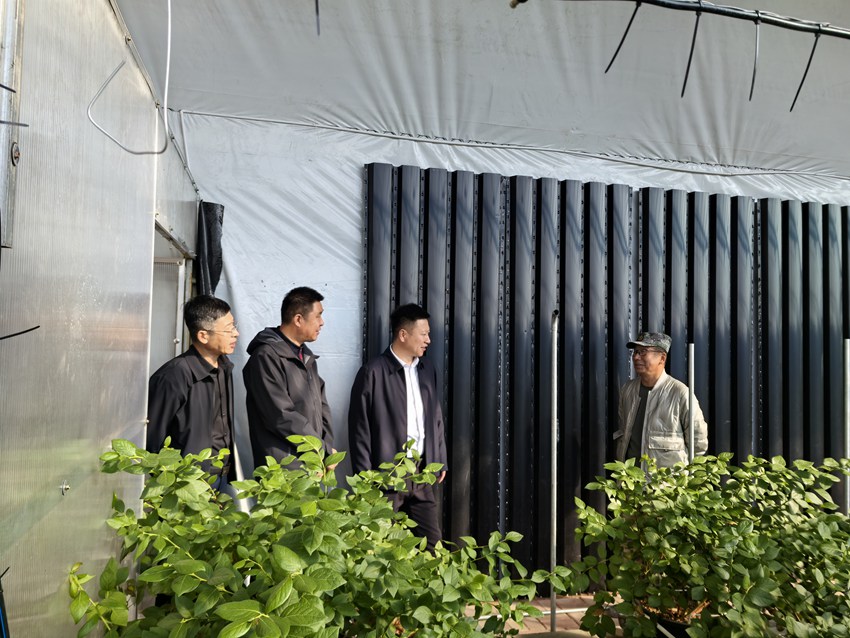 河南村蓝莓温室大棚