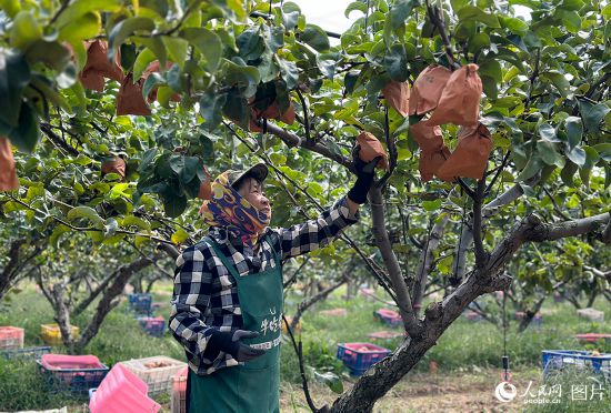 10月3日，在山东省莱阳市青青大地秋月梨基地，农场工人正紧张地进行秋月梨采摘。人民网 乔姝摄