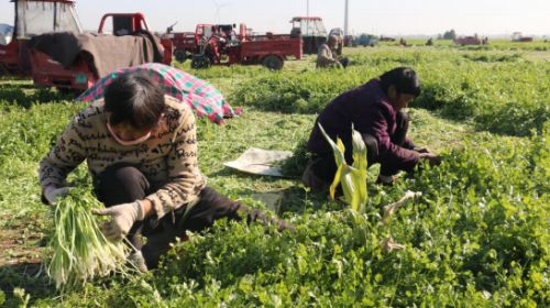 工人採摘香菜。 邢建光 攝