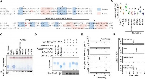AvrBs2催化UDP-α-D-半乳糖合成黄单胞糖。